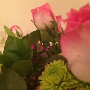 Meet your Posher, Priscilla